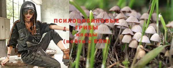 стаф Бородино